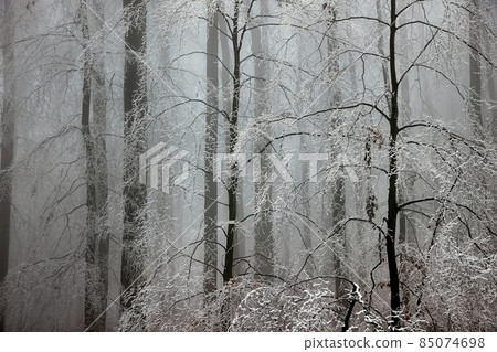 Icy Frosted Branches Foggy Forest Icy Frosted Branches Foggy Forest 85074698