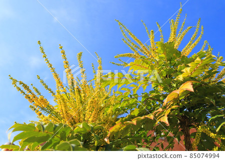 盛開的十大功勞 盛開的十大功勞 85074994