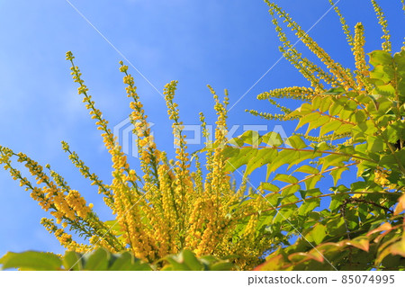 盛開的十大功勞 85074995