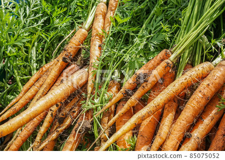 Freshly harvested vegetables "carrots" harvested from the field 85075052