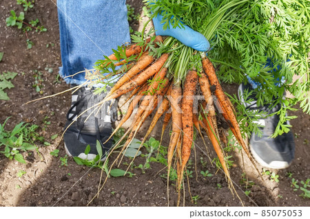 Freshly harvested vegetables "carrots" harvested from the field 85075053
