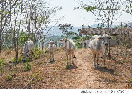 A grazing white cow in a rural area of Thailand 85075054