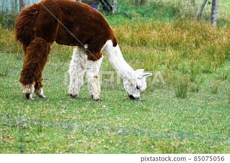 Cute alpaca 85075056
