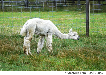 Cute alpaca Cute alpaca 85075057