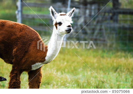 Cute alpaca 85075066