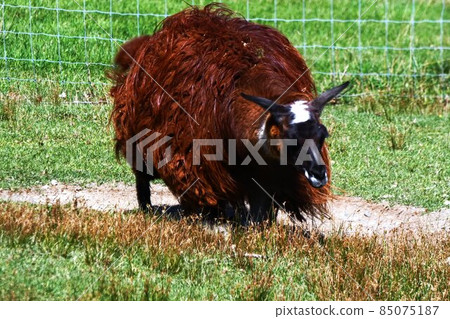 Llama ranch 85075187