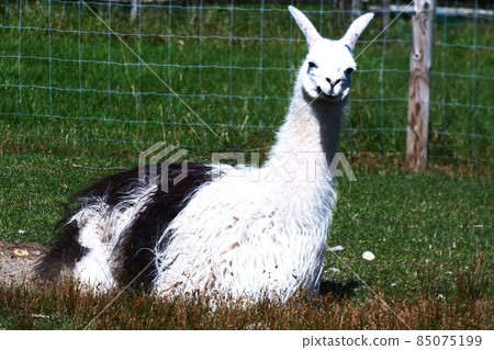 Llama ranch 85075199