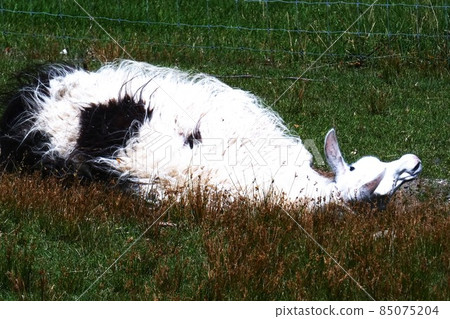 Llama ranch 85075204