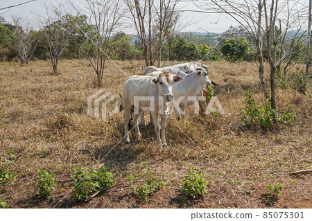 A grazing white cow in a rural area of Thailand 85075301