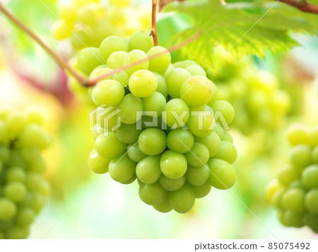葡萄採摘季節 85075492