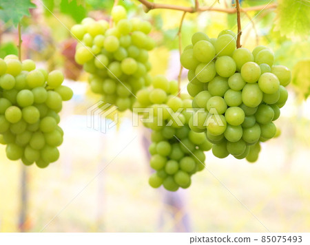 葡萄採摘季節 85075493
