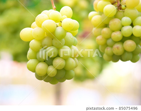 Grape picking season Grape picking season 85075496