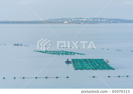 Many oyster farm on the sea 85076315