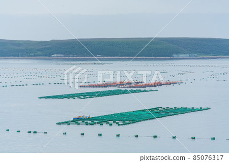 Many oyster farm on the sea 85076317