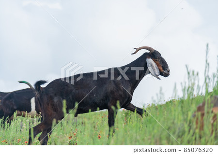 Goat standing on a glass field at Penghu 85076320
