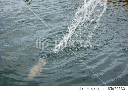 Close up shot of fishing a squid Close up shot of fishing a squid 85076580