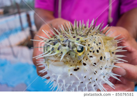 Close up shot of people holding a cute Fugu 85076581