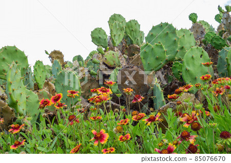 Close up shot of Gaillardia pulchella blossom 85076670