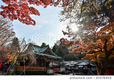 大崎神社的秋葉 85076959