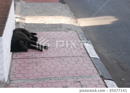 Black dog taking a nap on the street (Kuta Beach / Bali Indonesia) 85077141