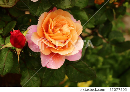 開花的玫瑰具有柔和的色彩 開花的玫瑰具有柔和的色彩 85077203