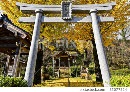 河原山八幡宮的銀杏 85077224