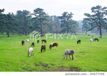 Jeju ranch Jeju ranch 85077398