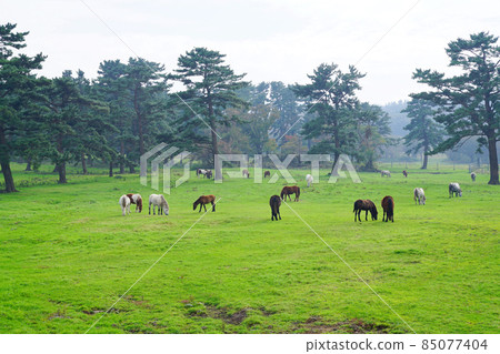 Jeju ranch Jeju ranch 85077404