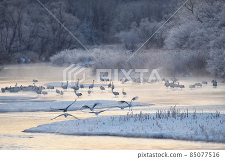 Tancho(北海道·Tsurui)從被冰包圍的棲息處飛行 Tancho(北海道·Tsurui)從被冰包圍的棲息處飛行 85077516