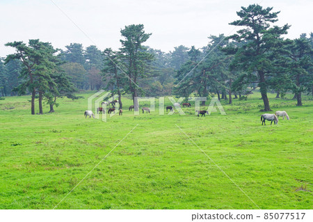 Jeju ranch Jeju ranch 85077517