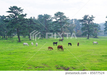 Jeju ranch 85077524