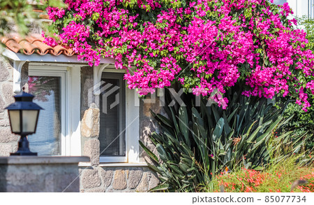 Lush bloom of pink bougainvillea. Tropical flowers and plants near stone house. Mediterranean style 85077734