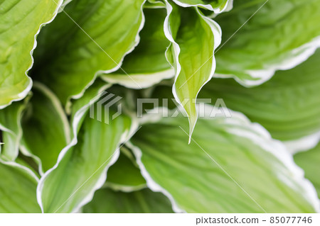Natural background. Hosta (Funkia, Plantain Lilies) in the garden. Green leaves with white border 85077746