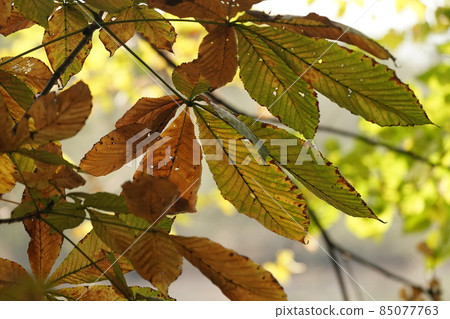 Autumn Leaves Autumn Leaves 85077763