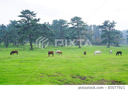 Jeju ranch Jeju ranch 85077921