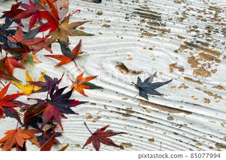 Maples on the bench, like dry garden water. ① 85077994