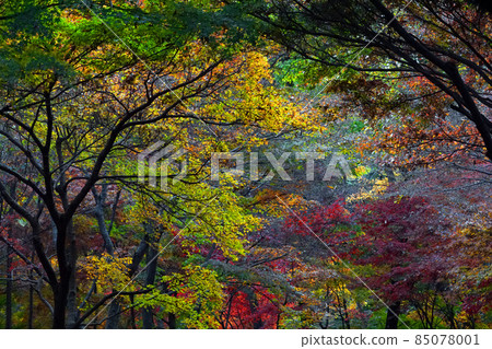 Japanese autumn leaves 24 85078001
