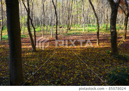 Autumn leaves fallen leaves ⑨ Autumn leaves fallen leaves ⑨ 85078024