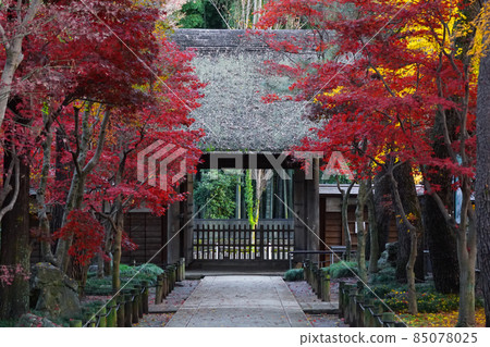 Japanese autumn leaves 8 Japanese autumn leaves 8 85078025
