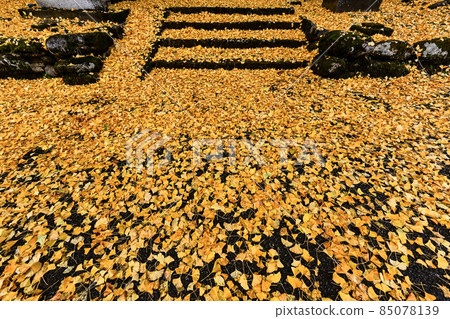 Ginkgo at Yoshioka Hachiman Shrine Ginkgo at Yoshioka Hachiman Shrine 85078139