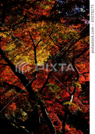 燦爛的秋葉 85078275