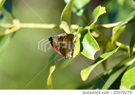 Butterflies and purple swallows in the winter sun 85078279