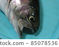 Fish closeup with a gray or grey and silver shiny skin scales 85078536