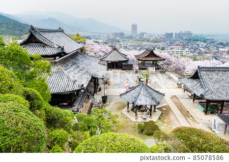 滋賀縣大津市三井寺-櫻花園- 85078586