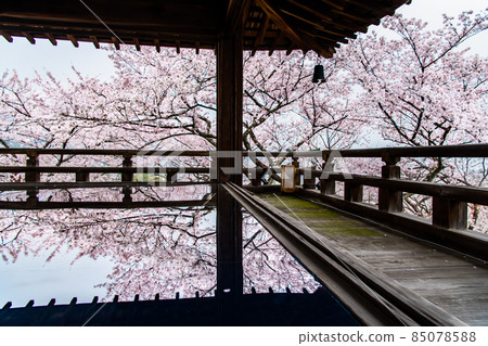 滋賀縣大津市三井寺-櫻花綻放的觀月舞台- 85078588