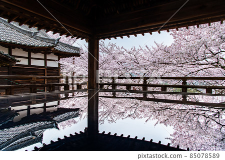 Miidera, Otsu City, Shiga Prefecture-Kangetsu Stage where cherry blossoms shine- Miidera, Otsu City, Shiga Prefecture-Kangetsu Stage where cherry blossoms shine- 85078589