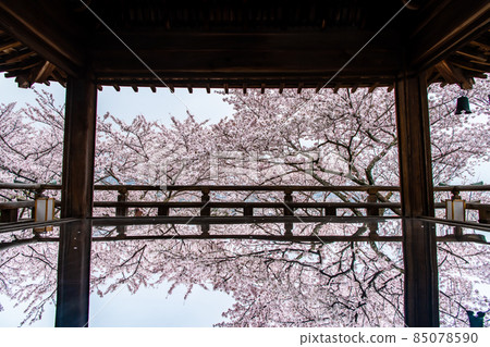 Miidera, Otsu City, Shiga Prefecture-Kangetsu Stage where cherry blossoms shine- 85078590