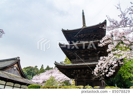 Mitsui-ji Temple, Otsu City, Shiga Prefecture-Mie Tower and Cherry Blossoms- 85078829