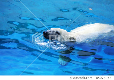 Polar bears Polar bears 85078932