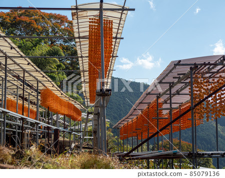 The orange color is beautiful! Autumn Wakayama Prefecture Kushigaki no Sato The orange color is beautiful! Autumn Wakayama Prefecture Kushigaki no Sato 85079136